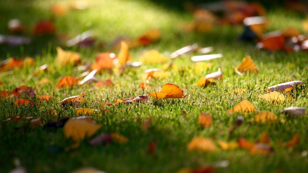 Fallen-Leaves-on-the-Grass-Wallpaper